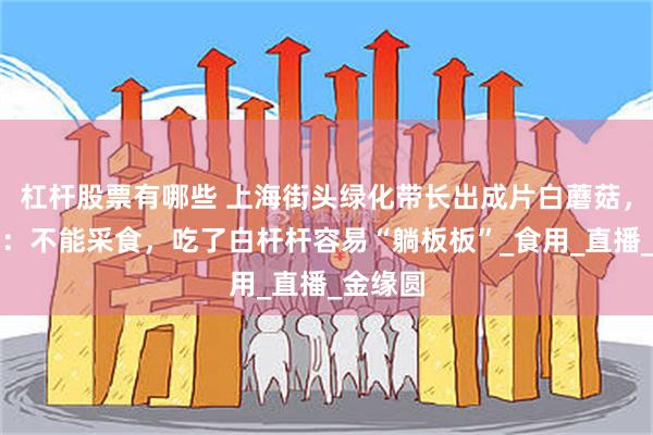 杠杆股票有哪些 上海街头绿化带长出成片白蘑菇，绿化局：不能采食，吃了白杆杆容易“躺板板”_食用_直播_金缘圆